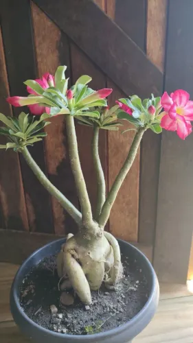 Rosa do Deserto