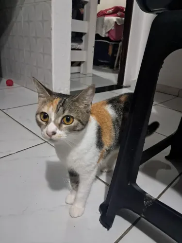 Gatinha tricolor para adoção 