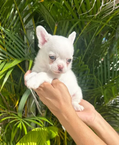 Chihuahua machos.