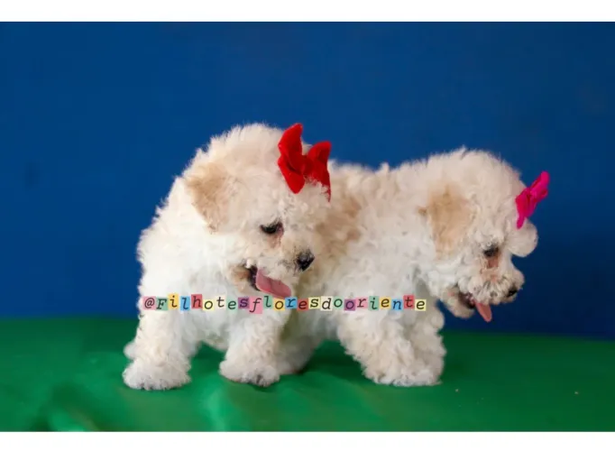 Poodle Insta gram @filhotesfloresdooriente