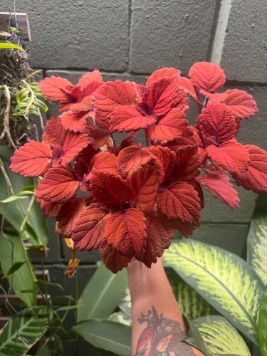 Vaso de coleus camp fire.