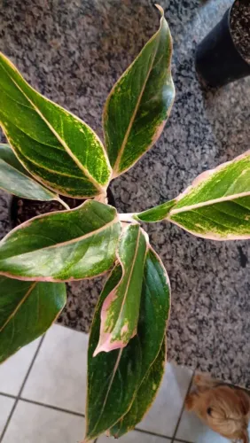 Venda de plantas