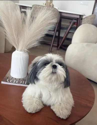 Seu novo melhor amigo pode ser um lindo Shih Tzu! Entre em contato.