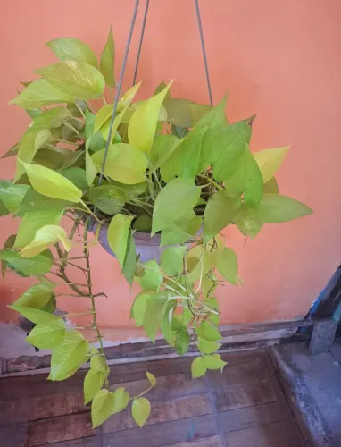 Planta jiboia verde limão