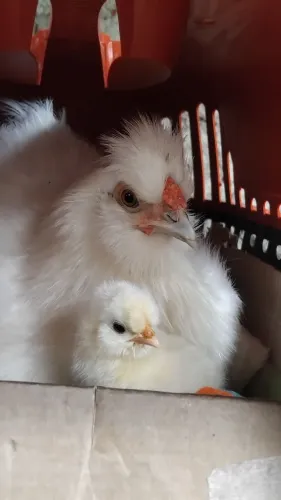 Galinha Sedosa de Estimação 