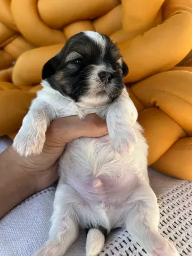 ? Filhotes de Shih Tzu ? 4 machinhos disponíveis! ?