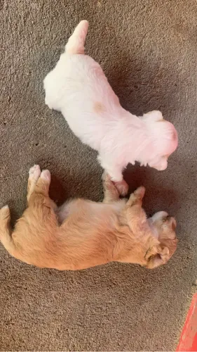 Vende-se cachorro poodle 