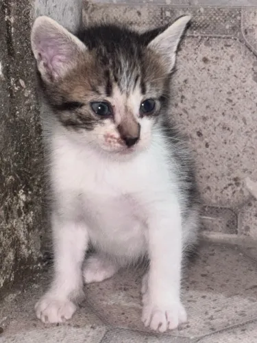 gatinha para doação 