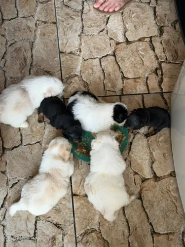 Filhote shihtzu 