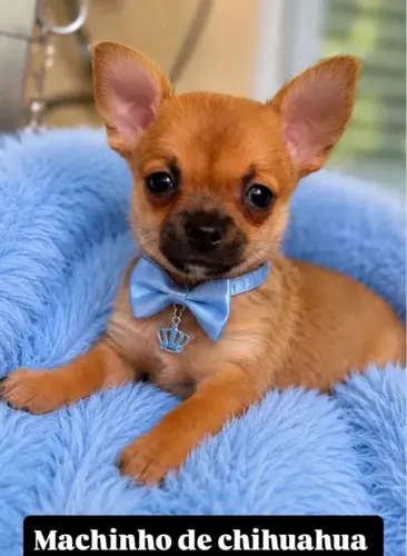 Filhotinhos de Chihuahua Micro