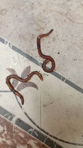 Minhocas havaiana puladeiras