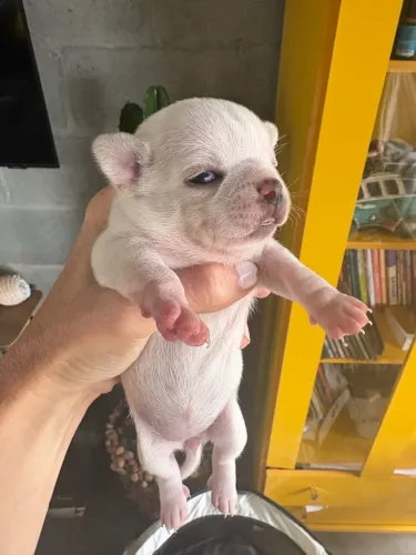 Chihuahua fêmea 17.09.2026