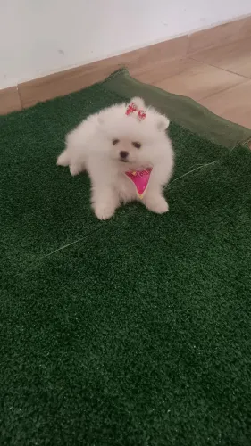 Esptz alemão conhecido como Lulu da Palmeirânia 
