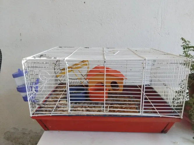 Hamster chinês 
