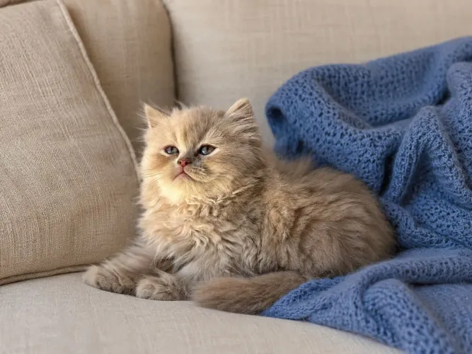 Filhote de gato persa 