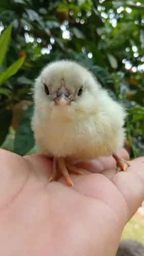 Pintinhos de Ameraucana Splash