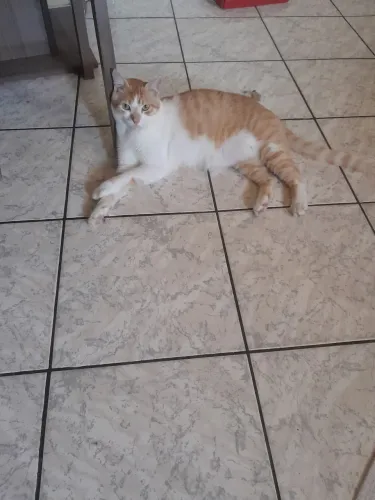 Gato precisando de um lar .
