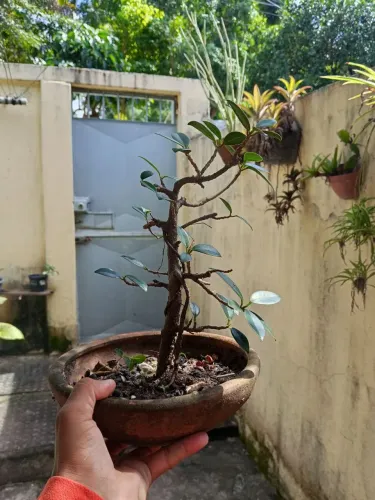 Bonsai