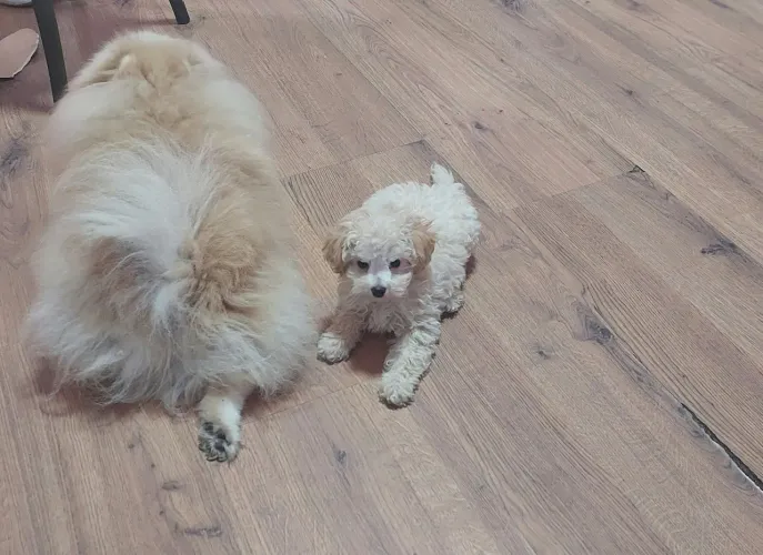 Filhote Poodle toy