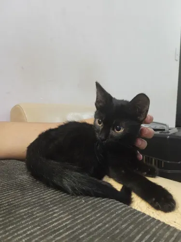 Gatinho lindo 