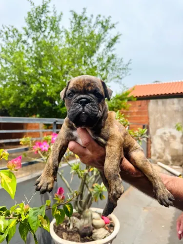 Filhote de Buldogue Campeiro
