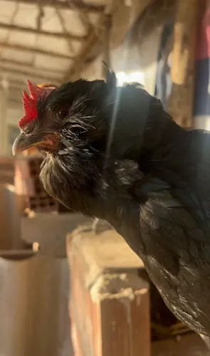 Galinha GLZ ou Ameraucana