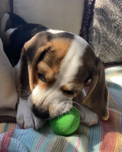 Beagle Seu novo amigo para os dias gelados