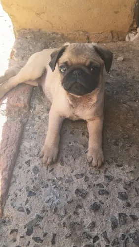 Filhote Pug