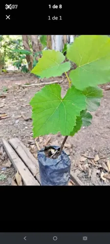 Vendas com entregas grátis