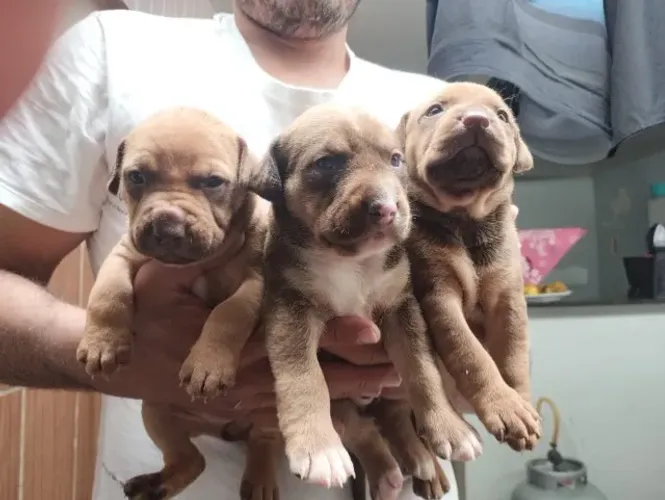 Filhotes de pitbull, mãe com pedigree 