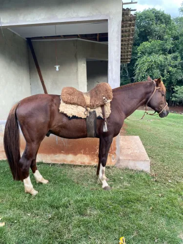 Venda-se cavalo