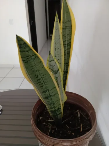 Planta espada santa barbara