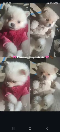 Spitz Alemão