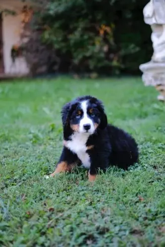 Filhote de Bernese Mountain Dog O Gigante Mais Carinhoso