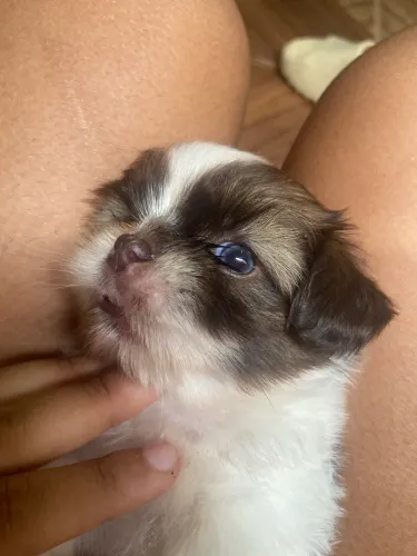 Shih tzu