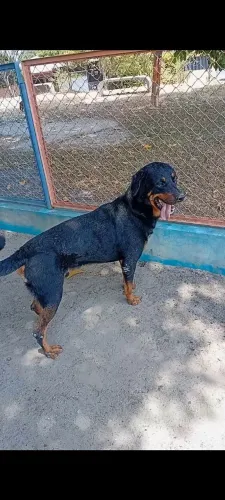 Rottweiler filhotão macho 1 ano valor 600 reais.