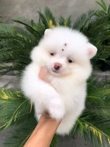Lulu da Pomerânia 