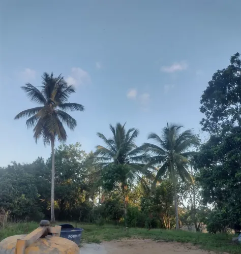 Palha de coqueiro para São João