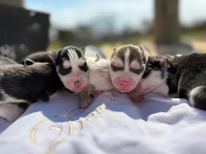 Husky siberiano filhotes com pedigree e registro 