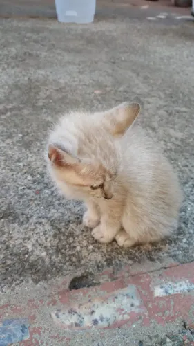 Filhote de gatos siameses - doação - Anápolis