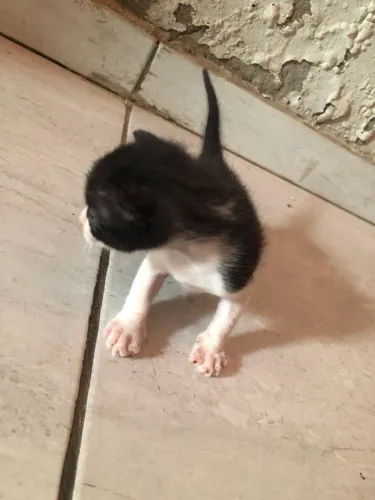 Gatinho filhote