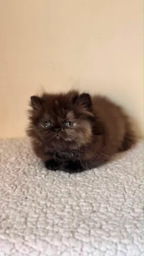Gata fêmea escaminha