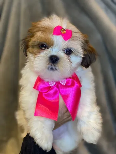 SHIHTZU PARTICOLOR E LINHAGEM CHOCOLATE PARA PRESENTEAR NESTE DIA DOS NAMORADOS