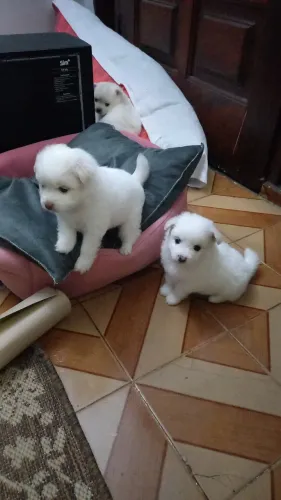 Lindos bebês spitz