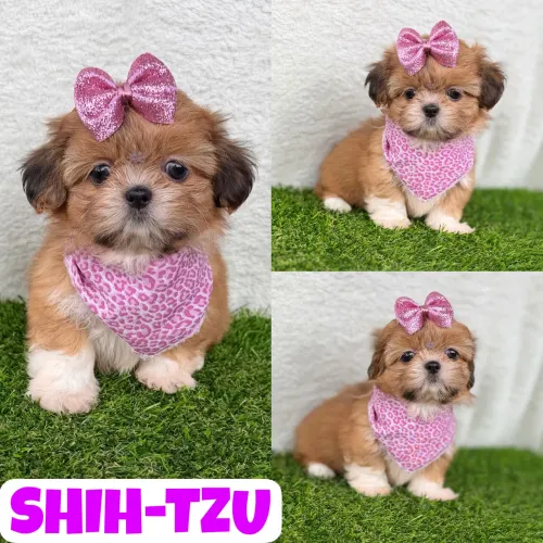 Linda Feminha de Shih-Tzu c/ Microchipe + Garantia + Parcelado 12x