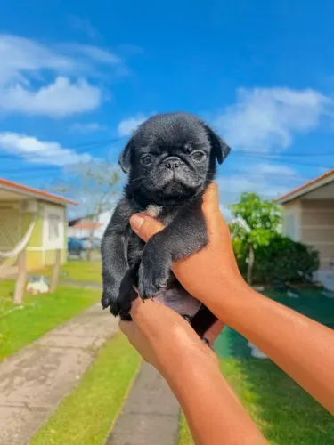 Pug