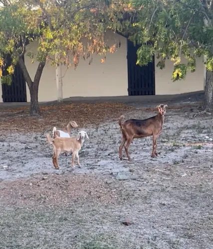 Cabra de leite com filhotes, para vender rápido