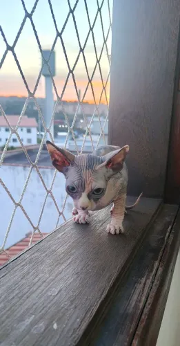 Gato Sphynx ( Gato Sem Pêlos)