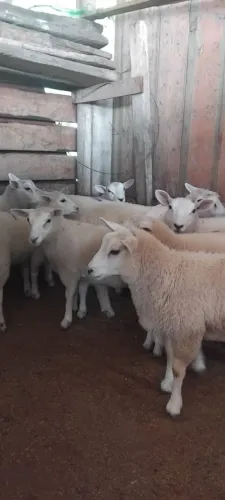 Cordeiros e cordeiros Texel .