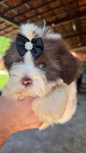 Lhasa Apso Macho e Fêmea